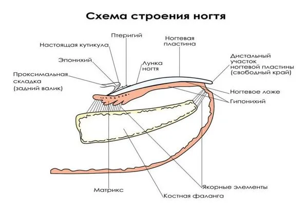воден маникюр