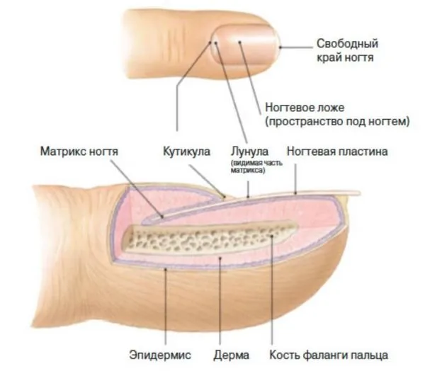 воден маникюр
