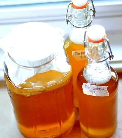 kombucha egészség
