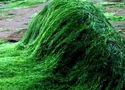 spirulinát igyon