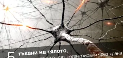 regenerálhatók élelmiszerblog