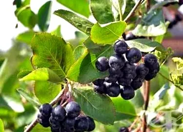 aronia botanika