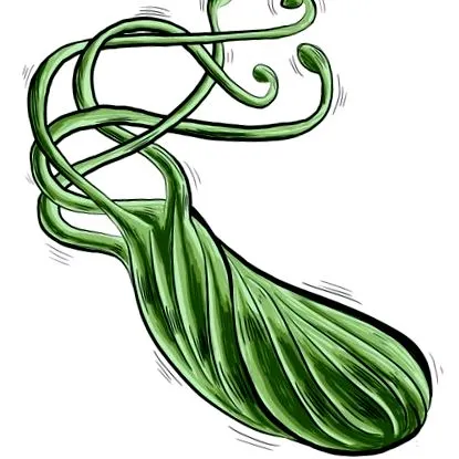 helicobacter