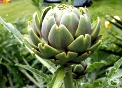 scolymus