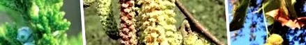 allergia
