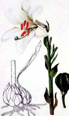 hámképző