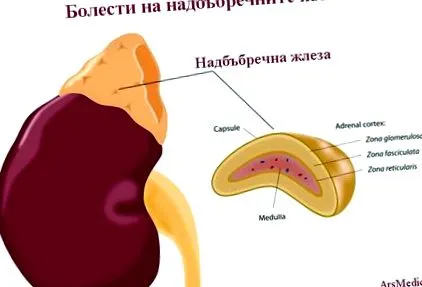 mellékvesék