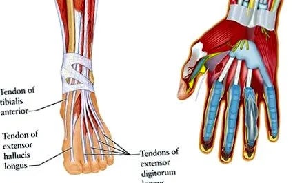 tendinosis tendinopathia