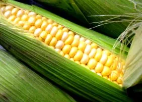 angolul lefordítva corn