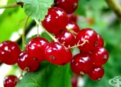 botanika ribes