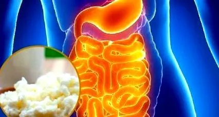 kefir egyfajta bélflóra