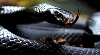mamba fekete