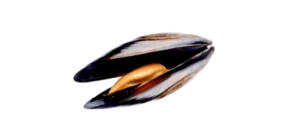 kagyló