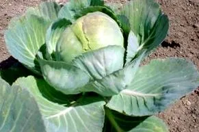 salátával