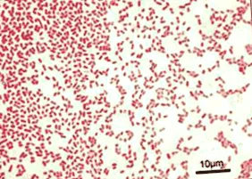 baktériumok dysenterialis