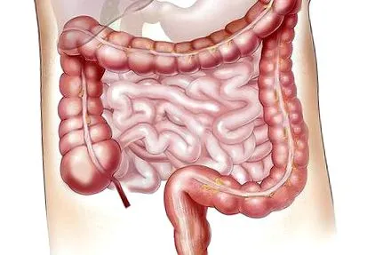típusai vírusos enteritis