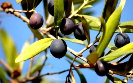 legősibb