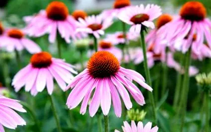 echinacea szuper