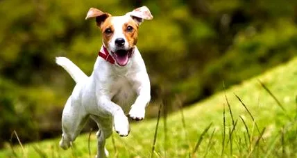 terrier jack