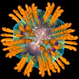 hepatitis