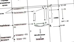 között gynecomastia