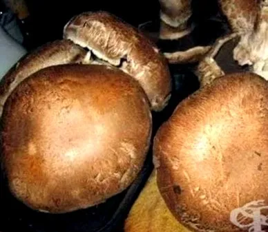 gomba gomba