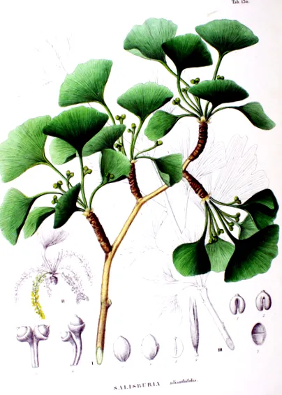 adagolás ginkgo