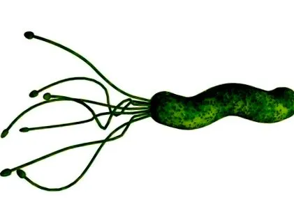 pylori lehet