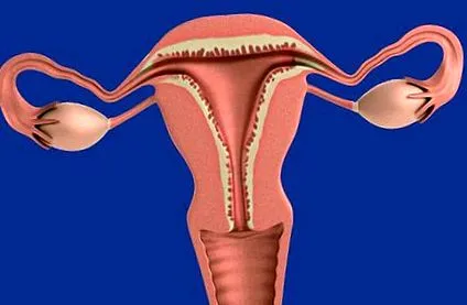 endometrium endometrium