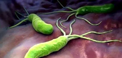 okai pylori