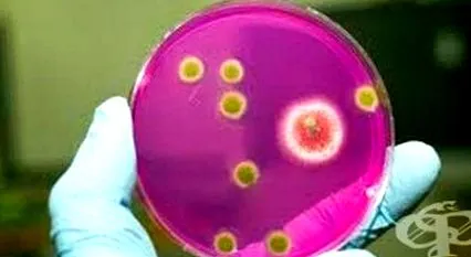 staphylococcus táplálkozás