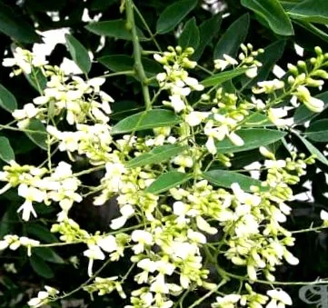 japonica