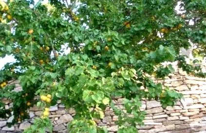 armeniaca vulgaris