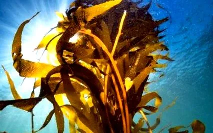 barna alga laminaria