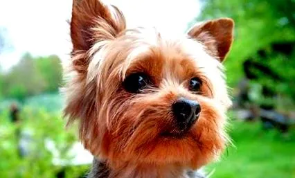 terrier terrier