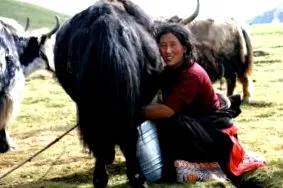 tibetben tibetben