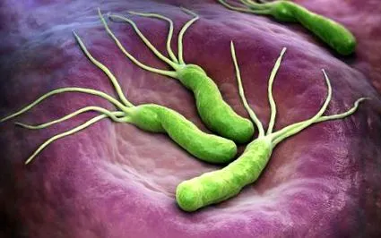 pylori bulvit