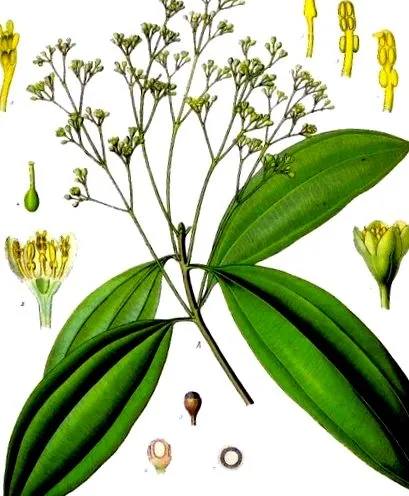 cassia angustifolia