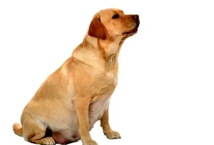 Táplálkozás Szoptatás terhes