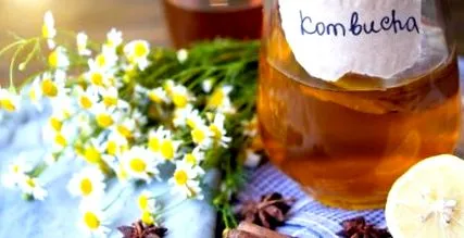 kombucha bélegészségért
