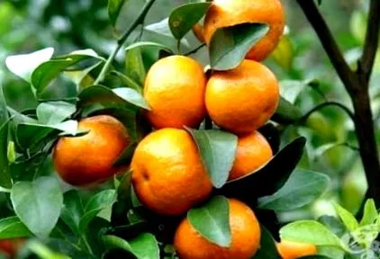 botanika Citrus reticulata