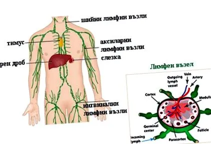 nyirokcsomók gyulladása