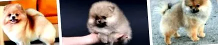 hogy mini hogy mini