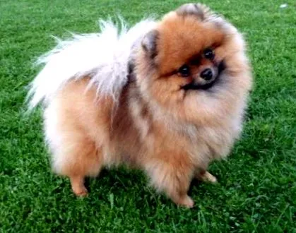pomerániai
