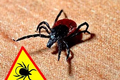 lyme-kór lyme-kór