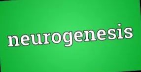 elfogyasztott ételek befolyásolhatja neurogenezist