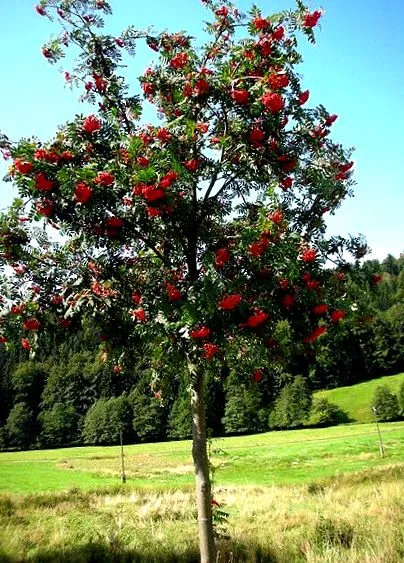 aucuparia Rowan Sorbus