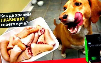 táplálásával KUTYA TÁPLÁLÁSÁVAL