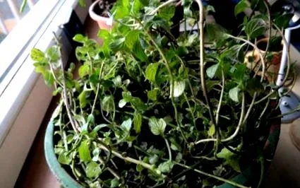 menta menta