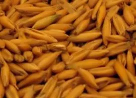 zabbrán